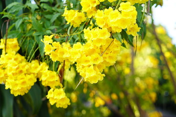 Background Supanniga flower, golden yellow