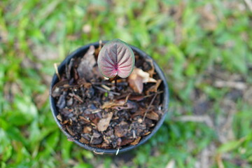 caladium bicolor in pot great plant for decorate garden