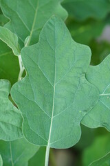 eggplant leaf background in the garden