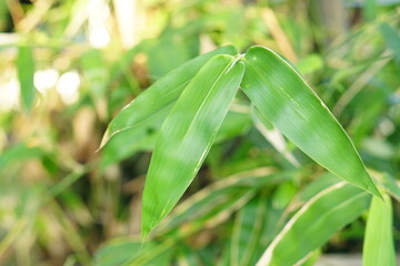 Free background Green bamboo leaves in spring