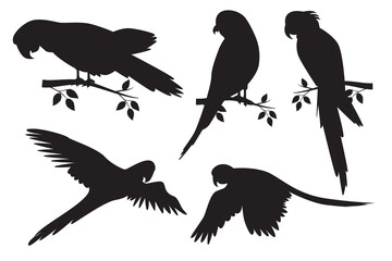 Vector parrot set. Cockatoo silhouette. Ornamental birds that are good at imitating human voices