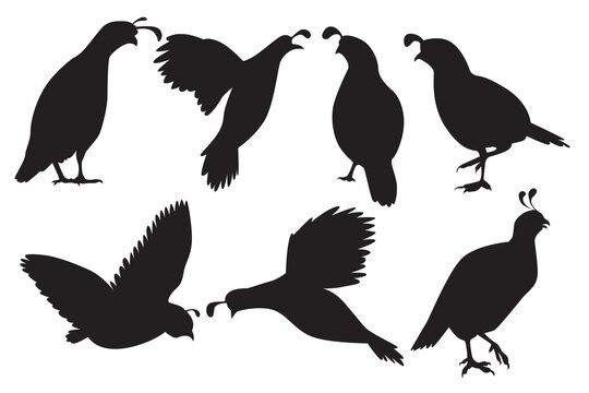 Vector collection of quails. Odontophoridae family