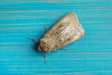 Paradrina clavipalpis moth on light blue wooden background