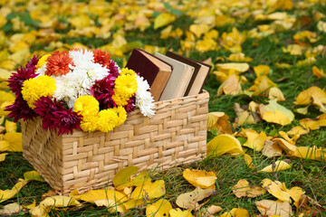Wicker basket with beautiful chrysanthemum flowers and books on green grass outdoors, space for text