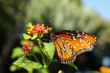 Beautiful orange Monarch butterfly on plant outdoors