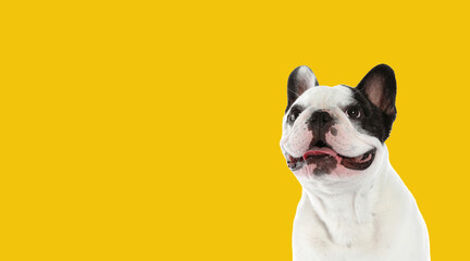 Happy pet. Cute French bulldog smiling on yellow background, space for text. Banner design