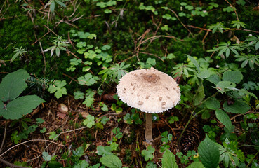 Beautiful parasol mushroom Macrolepiota procera in the forest