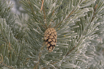 Lone pine cone hanging on a frosty tree