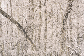 Forest of Trees Covered in Hoar Frost