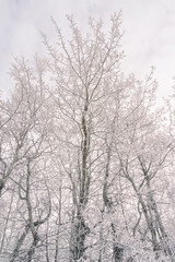 Tall bare trees in winter cover in hoar frost