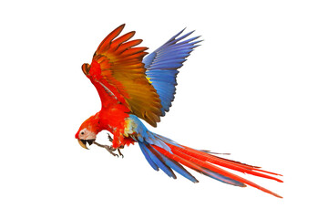 Scarlet macaw parrot flying isolated on transparent background png file © Passakorn