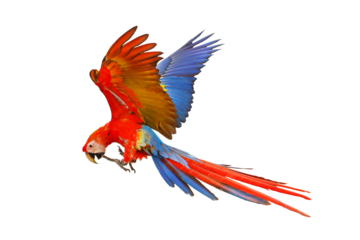 Scarlet macaw parrot flying isolated on transparent background png file