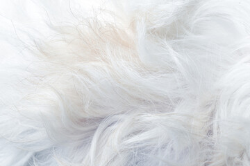 Abstract close-up white dog fur background texture