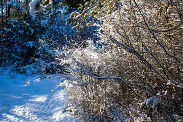 snowy nature after the first snow