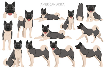 American Akita dog clipart. All coat colors set.  Different position. All dog breeds characteristics infographic