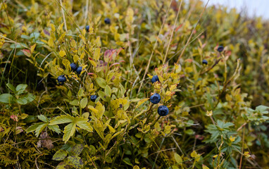 ripe blueberries and lingonberries on a green bush for good vision