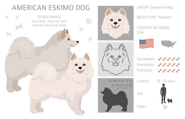American eskimo dog all colours clipart. Different coat colors set - obrazy, fototapety, plakaty