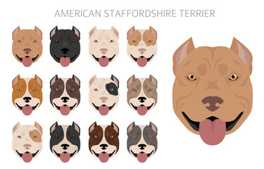 American staffordshire terrier clipart. Coat colors set.  All dog breeds characteristics infographic