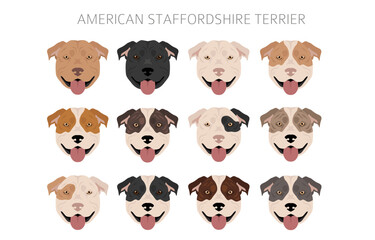 Obraz na płótnie Canvas American staffordshire terrier clipart. Coat colors set. All dog breeds characteristics infographic
