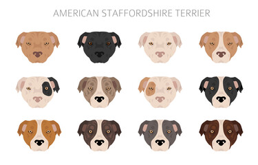 American staffordshire terrier clipart. Coat colors set.  All dog breeds characteristics infographic