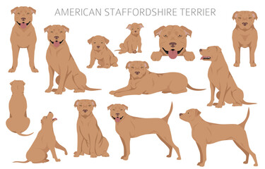American staffordshire terrier clipart. Coat colors set.  All dog breeds characteristics infographic - obrazy, fototapety, plakaty