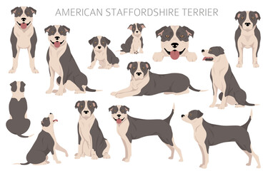 American staffordshire terrier clipart. Coat colors set.  All dog breeds characteristics infographic