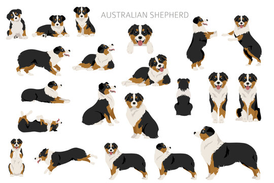 Australian shepherd clipart. Coat colors Aussie set.  All dog breeds characteristics infographic