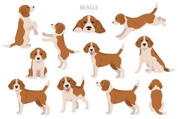 Beagle dog dog clipart. All coat colors set.  Different position. All dog breeds characteristics infographic © a7880ss
