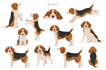 Beagle dog dog clipart. All coat colors set.  Different position. All dog breeds characteristics infographic - obrazy, fototapety, plakaty