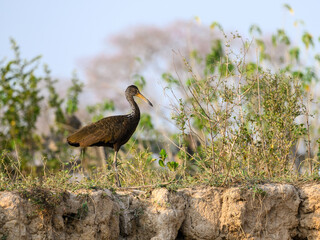 Limpkin standing on a slope of the  river bank  