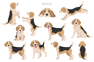 Beagle dog dog clipart. All coat colors set.  Different position. All dog breeds characteristics infographic