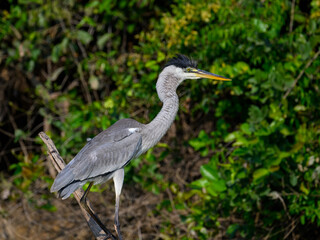 Fototapeta premium Cocoi Heron standing on log, closeup portrait