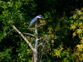 Ringed Kingfisher perched on top of the dead tree