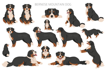 Bernese Mountain dog clipart. All coat colors set.  Different position. All dog breeds characteristics infographic - obrazy, fototapety, plakaty