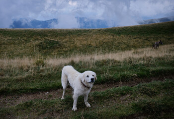 white dog is standing on a mountain looking into the camera
