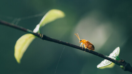 Close up a Pumkin Beetle on tree branch and natrue blurred background, Orange-blue Narrow-necked Leaf Beetle, selective focus, macro insect Thailand.