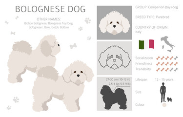 Bolognese dog clipart. Different coat colors and poses set