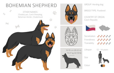 Bohemian Shepherd dog clipart. All coat colors set.  Different position. All dog breeds characteristics infographic