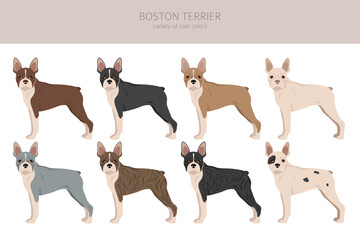 Boston Terrier dog clipart. All coat colors set.  Different position. All dog breeds characteristics infographic