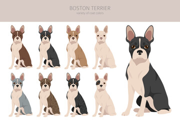 Boston Terrier dog clipart. All coat colors set.  Different position. All dog breeds characteristics infographic