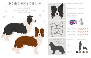 Border collie clipart. Different poses, coat colors set - obrazy, fototapety, plakaty