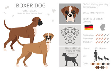 Boxer dog clipart. All coat colors set.  Different position. All dog breeds characteristics infographic