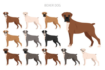 Boxer dog clipart. All coat colors set.  Different position. All dog breeds characteristics infographic