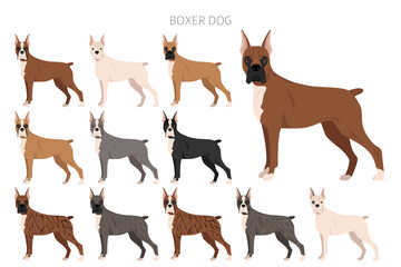 Boxer dog clipart. All coat colors set.  Different position. All dog breeds characteristics infographic