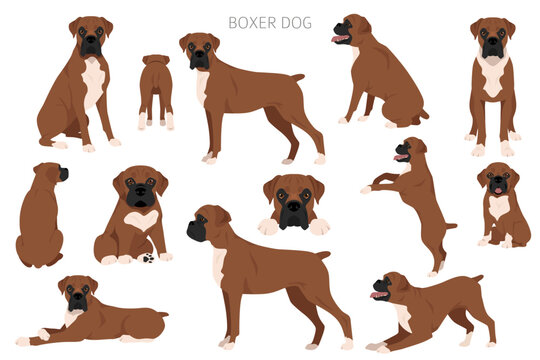 Boxer dog clipart. All coat colors set.  Different position. All dog breeds characteristics infographic