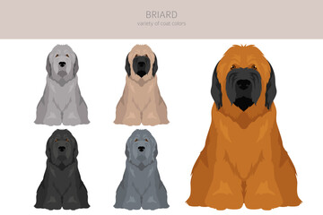 Briard dog clipart. All coat colors set.  Different position. All dog breeds characteristics infographic