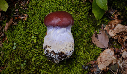 Cortinarius praestans mushroom in the forest