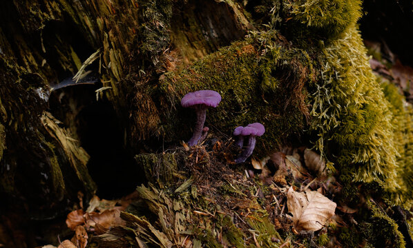 Cortinarius violaceus
Macro of Purple Mushroom
Cortinarius violaceus, commonly known as the violet webcap or violet cort