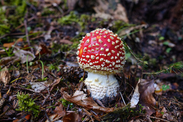poisonous mushroom amanita muscaria in the forest