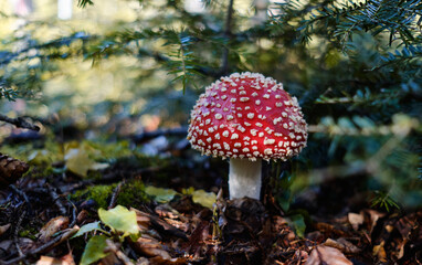 poisonous mushroom amanita muscaria in the forest
